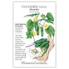 Cucumber 'Muncher Persian'