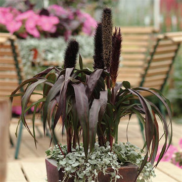 Ornamental Millet Purple Baron