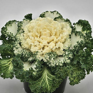 Ornamental Kale 'Nagoya White'