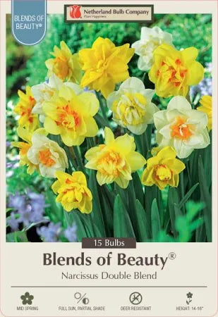 Blends of Beauty Narcissus 'Double Blend'