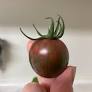 Tomato 'Watermelon Cherry'