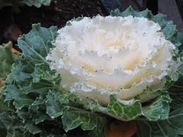 Ornamental Cabbage 'Pigeon White'