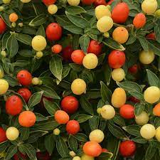Ornamental Pepper 'Hot Pops Yellow'