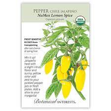 Pepper Chile Jalapeno 'NuMex Lemon Spice'