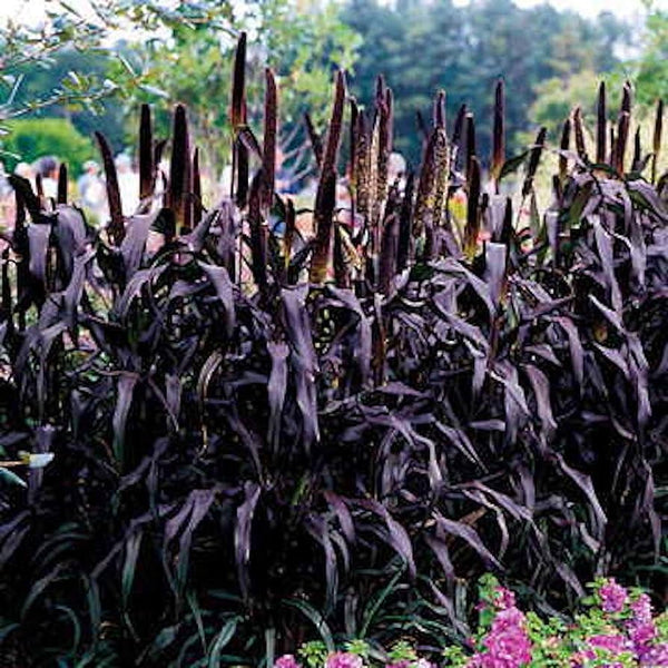 Ornamental Millet Purple Majesty