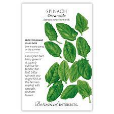 Spinach 'Oceanside'