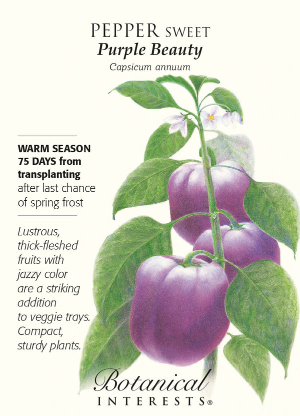 Pepper Sweet Bell 'Purple Beauty'