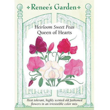 Sweet Peas 'Queen of Hearts'