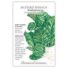 Mustard 'Spinach Tendergreen'
