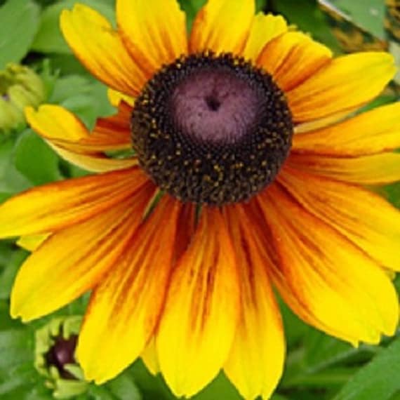 Rudbeckia 'Toto Gold'