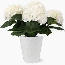 Hydrangea 6"