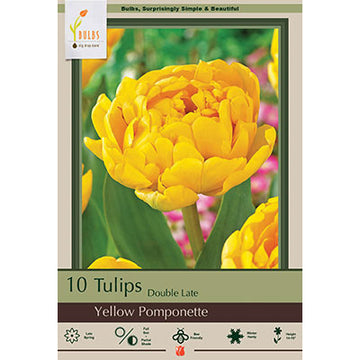 Tulip 'Yellow Pomonette'