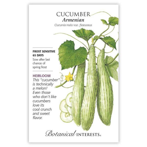 Cucumber 'Armenian'