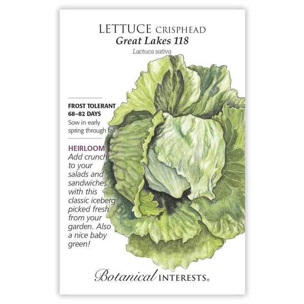 Lettuce 'Great Lakes 118 Crisphead'
