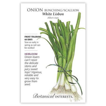 Onion 'White Lisbon Bunching/Scallion'