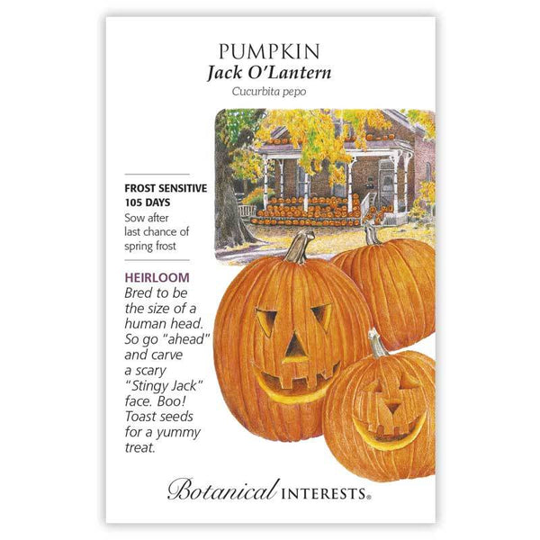 Pumpkin 'Jack O'Lantern'