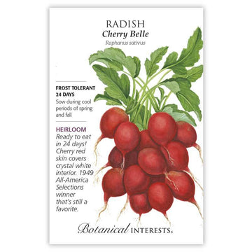 Radish 'Cherry Belle'