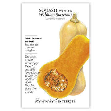 Squash Winter 'Waltham Butternut'