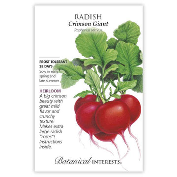 Radish 'Crimson Giant'