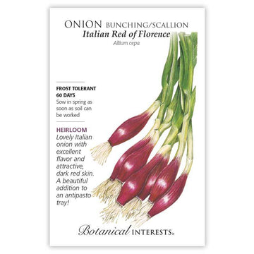 Onion 'Italian Red of Florence Bunching/Scallion'