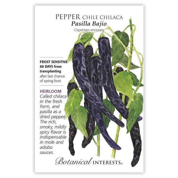 Pepper Chile 'Pasilla Bajio Chilaca'