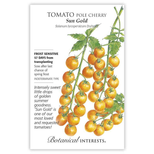 Tomato Pole Cherry 'Sun Gold'