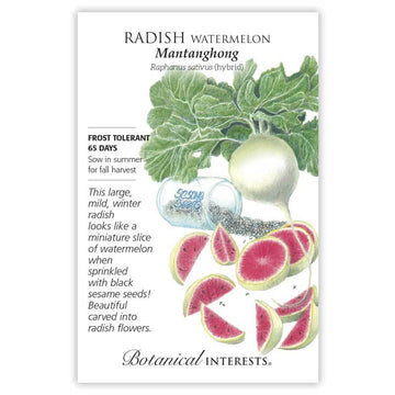 Radish 'Mantanghong Watermelon'