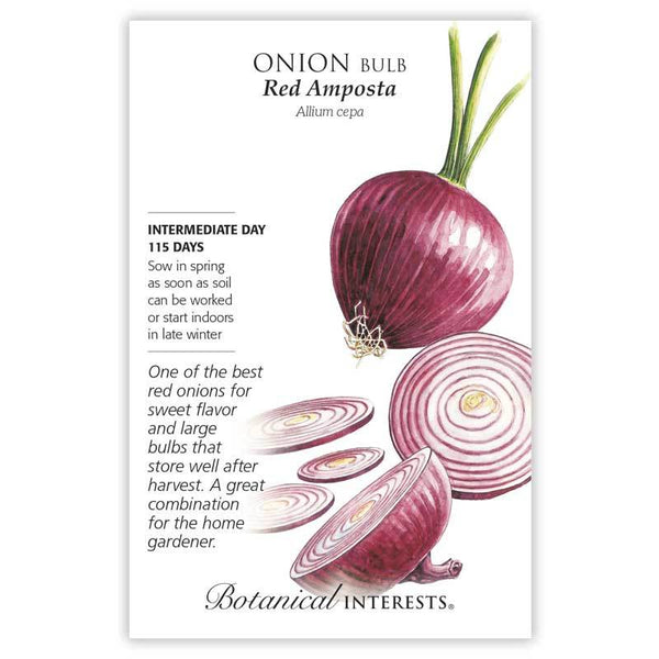 Onion 'Red Amposta Bulb'