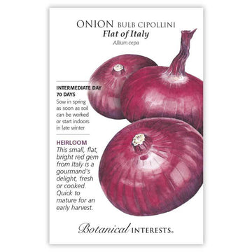 Onion 'Flat of Italy Bulb Cipollini'