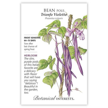 Bean Pole 'Trionfo Violetto'