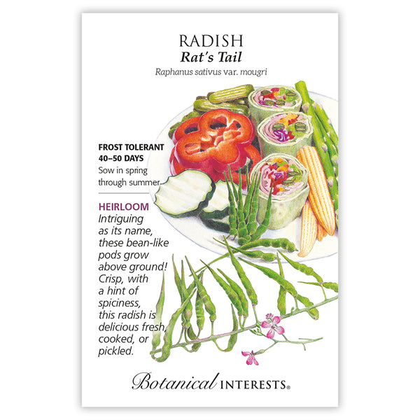 Radish 'Rat's Tail'