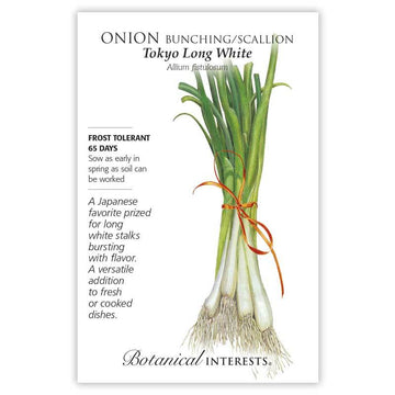 Onion 'Tokyo Long White Bunching/Scallion'