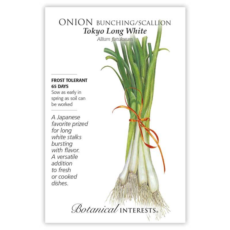 Onion 'Tokyo Long White Bunching/Scallion' | Pesches Flowers