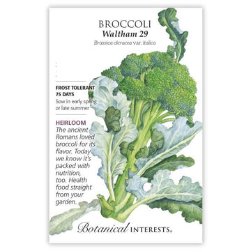 Broccoli 'Waltham 29'