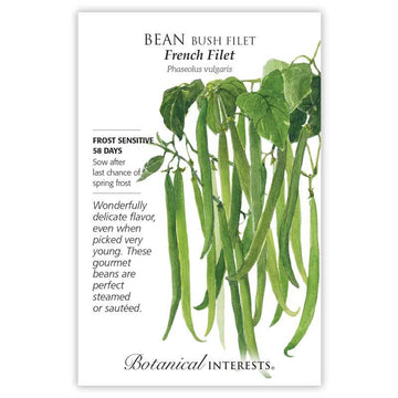 Bean Bush 'French Filet'