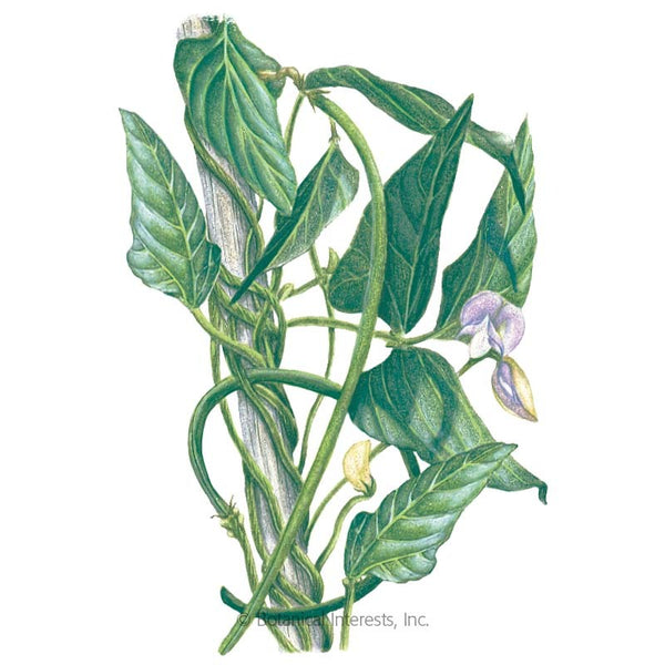Bean Pole 'Orient Wonder Yard Long'