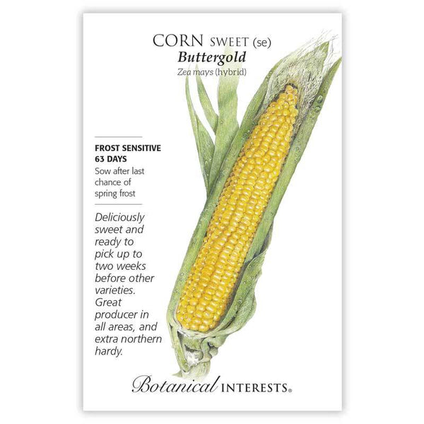 Corn 'Buttergold Sweet'