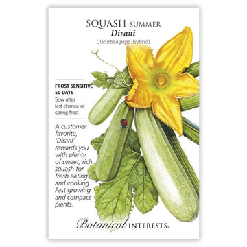 Squash Summer 'Dirani Summer'