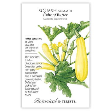 Squash Summer 'Cube of Butter'