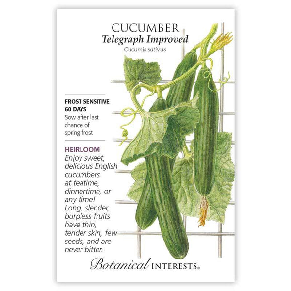 Cucumber 'English Telegraph'