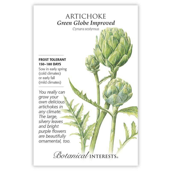 Artichoke 'Green Globe'