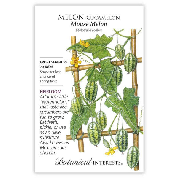 Melon 'Cucamelon - Mouse Melon '