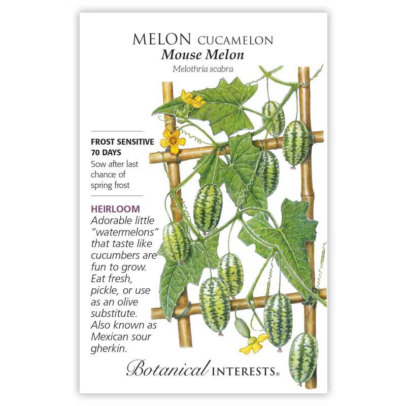 Botanical Interests Seeds, Melon, Honeydew, Sweet Delight - 1 gram