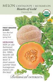 Melon 'Hearts of Gold' Cantaloupe Muskmelon