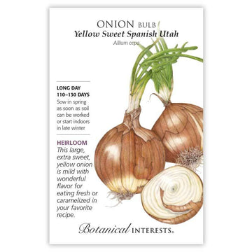 Onion 'Yellow Sweet Spanish Utah Bulb'