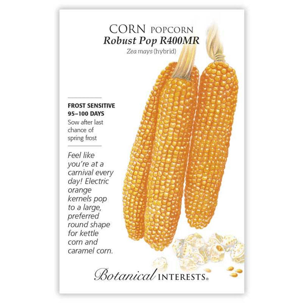 Corn 'Robust Pop Popcorn'