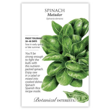 Spinach 'Matador'