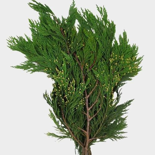 Christmas Fresh Greens/Bunches