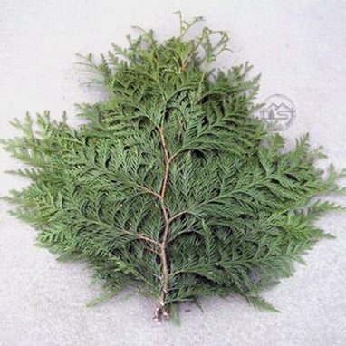 Christmas Fresh Greens/Bunches