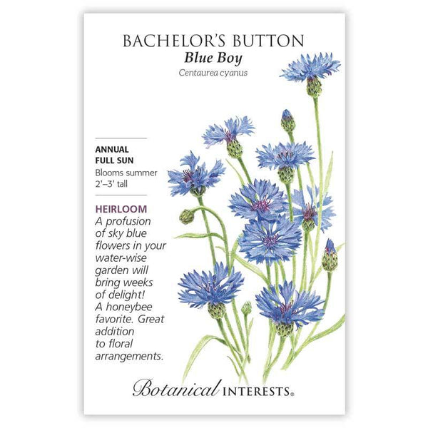 Bachelor's Button 'Blue Boy'
